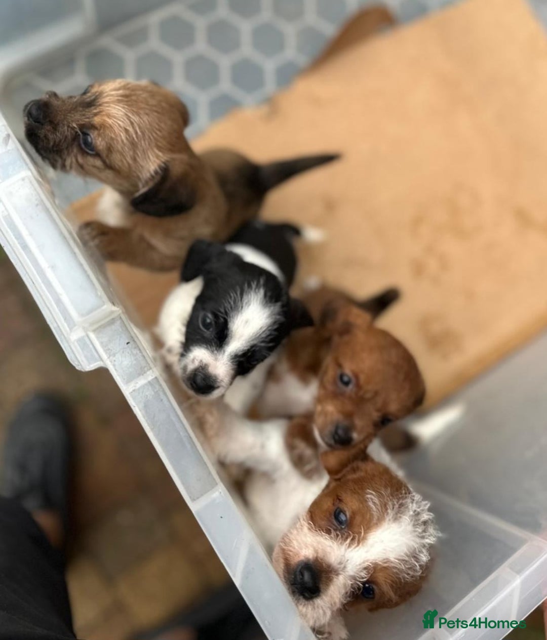 Jackapoo dogs for sale: Jackapoos puppies - Image 6