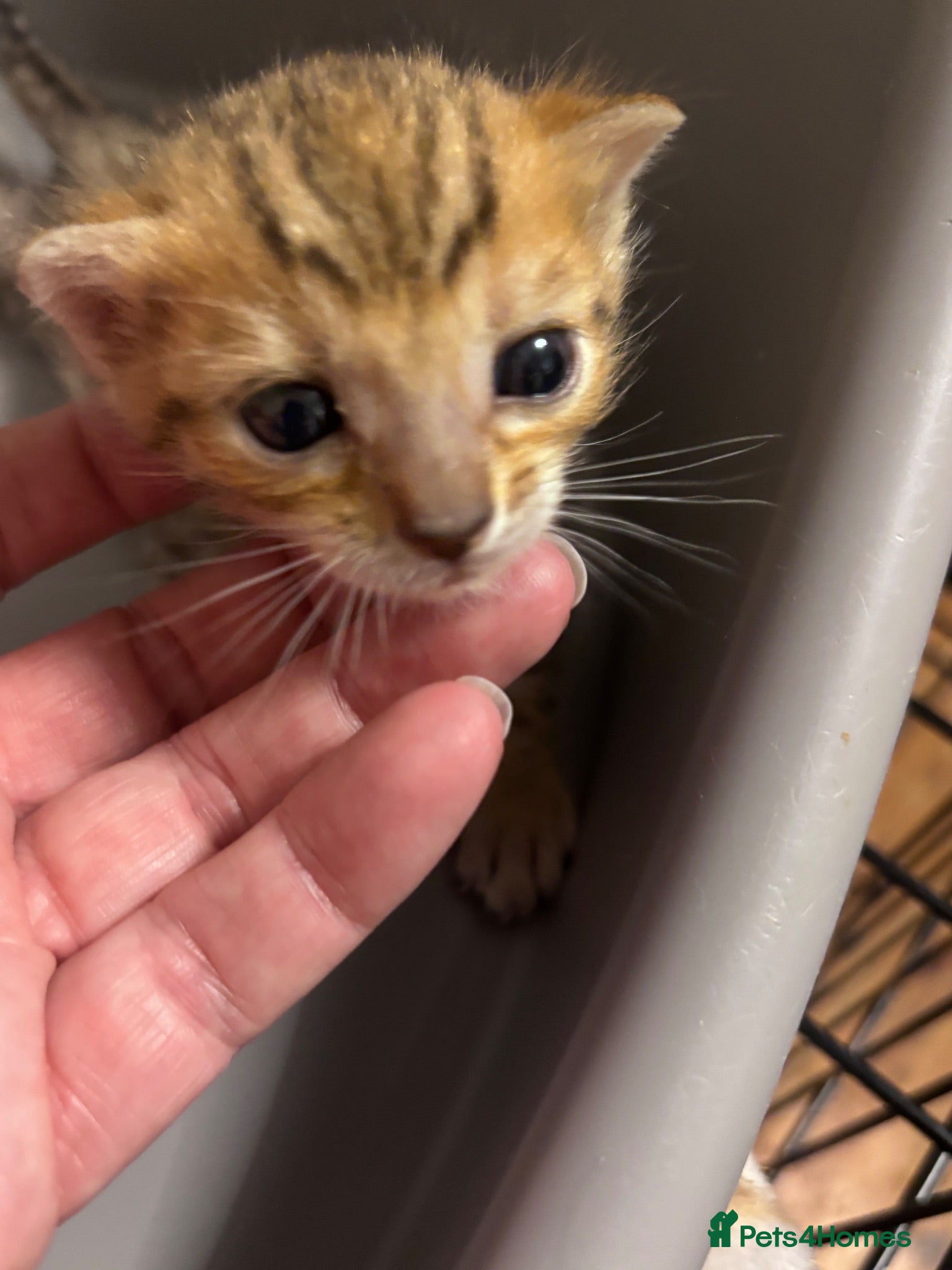Bengal cats Stunning Bengal kittens READY NOW - Advert 21
