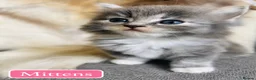 Mixed Breed cats for sale: Beautiful Pedigree line Ragdoll Blue Lynx kittens - Advert 32