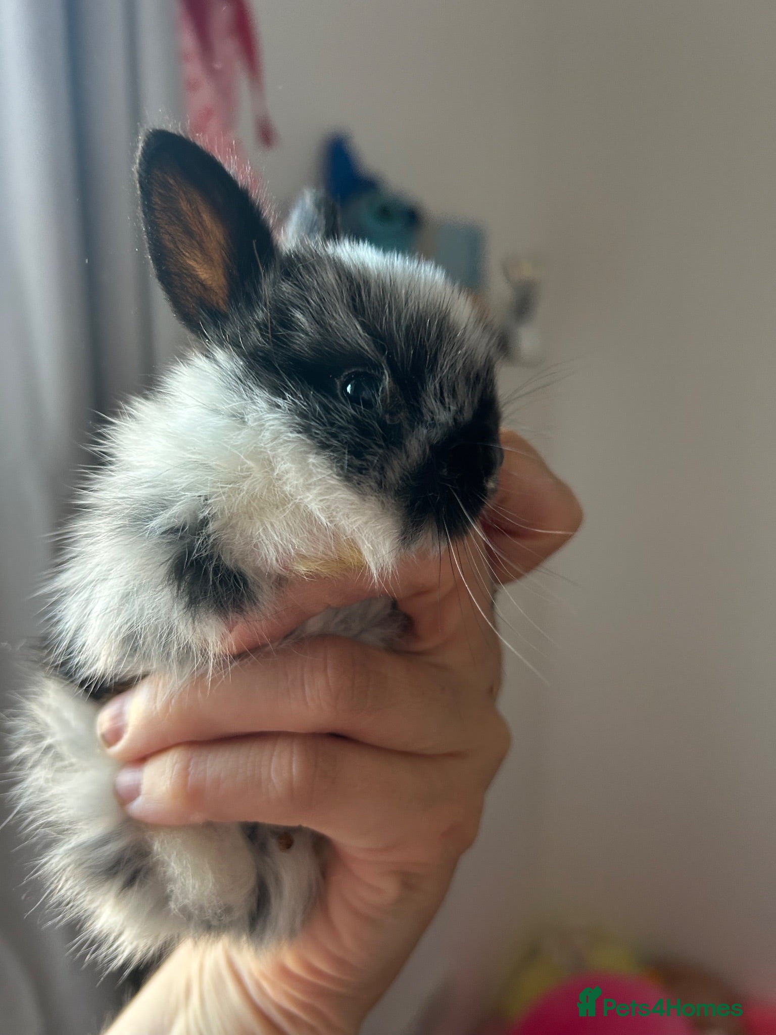 Mixed Breed rabbits Rabbits  - Advert 15