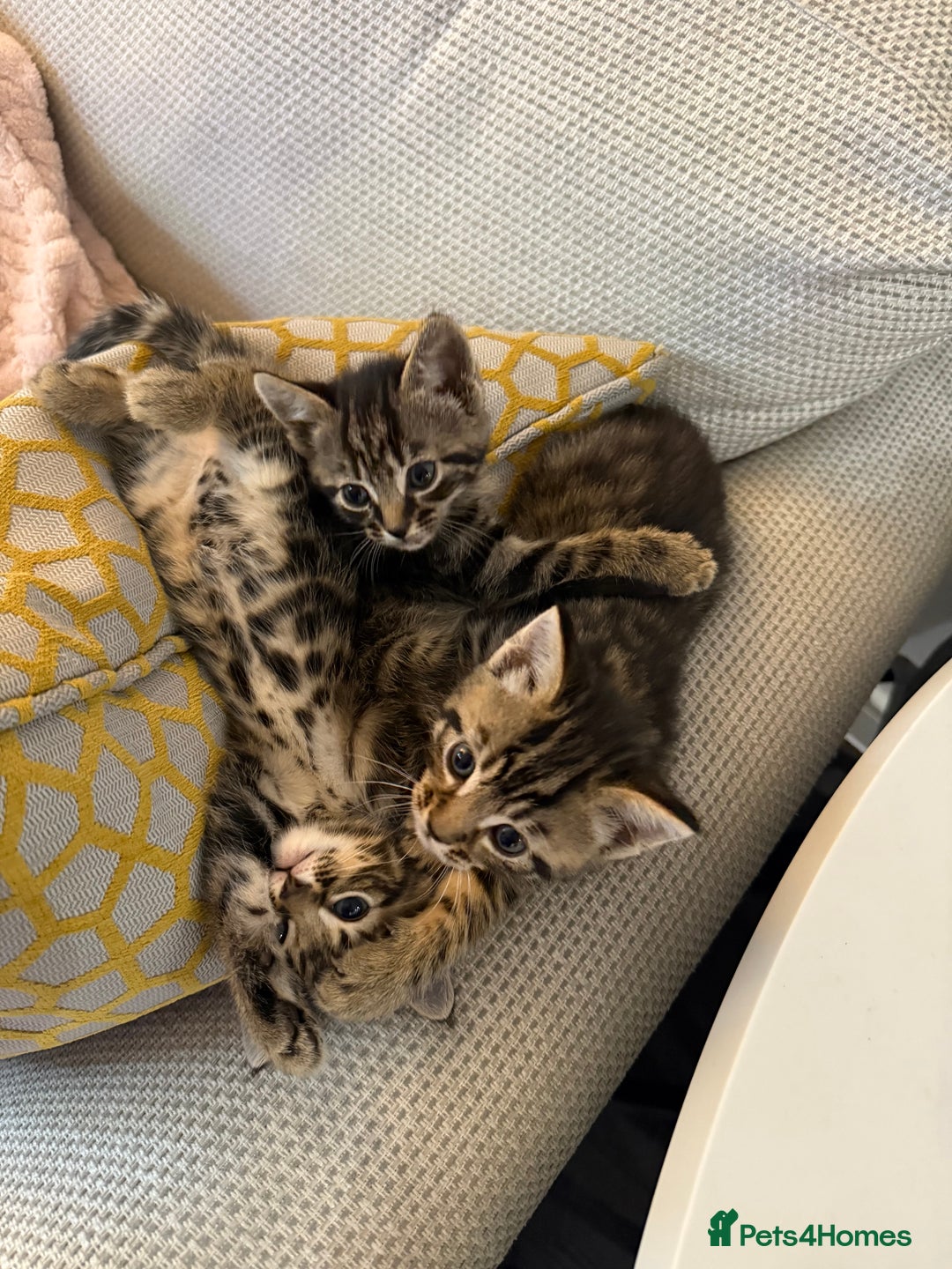 Mixed Breed cats for sale: Kittens looking for forever home  - Image 13