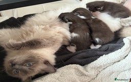 Ragdoll cats for sale: 2 kittens available 1 female, 1 male  - Image 16