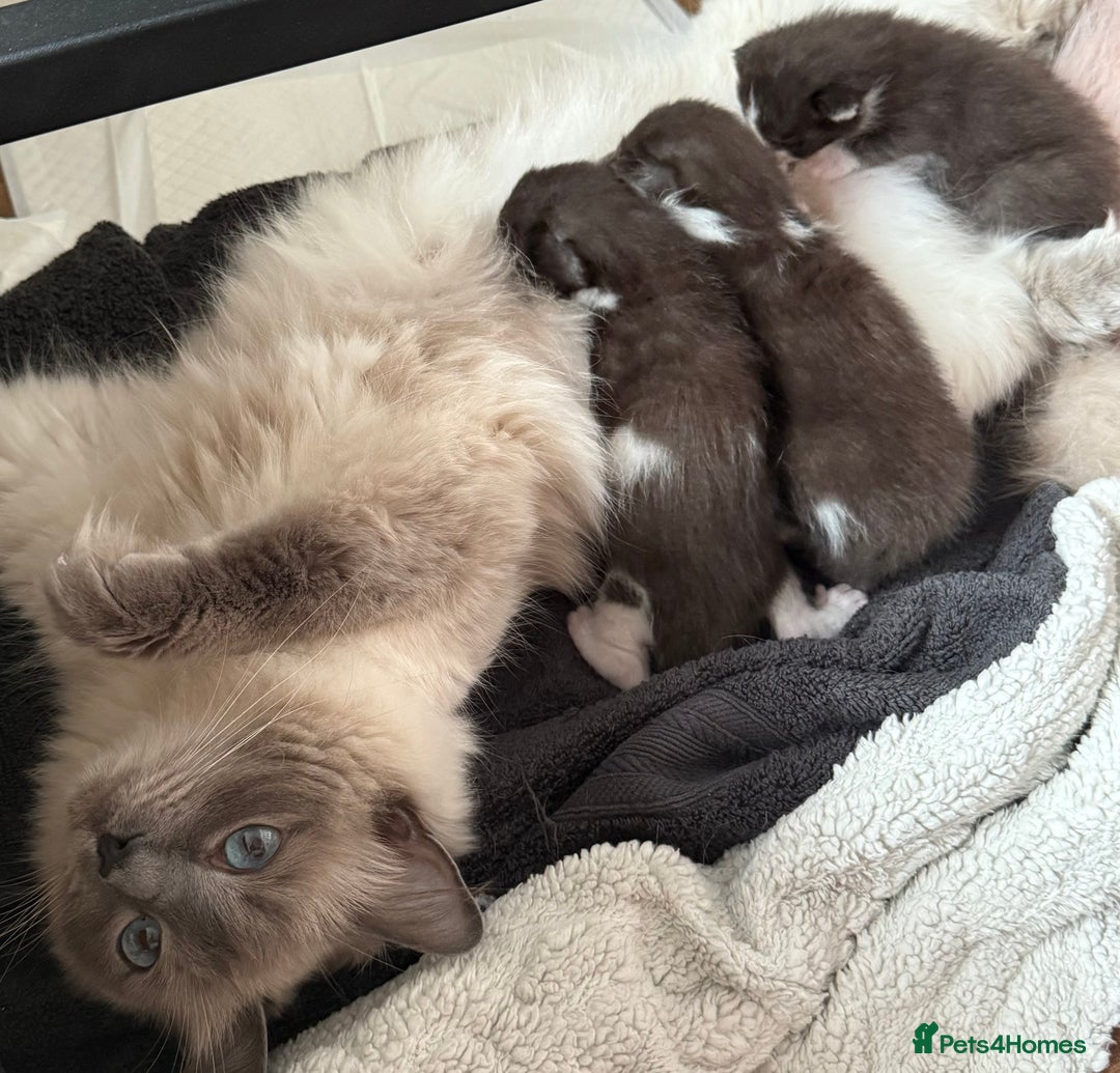 Ragdoll cats for sale: 2 kittens available 1 female, 1 male  - Image 16