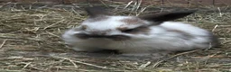 Mixed Breed rabbits for sale: Mixed litter of plush lops  - Advert 1