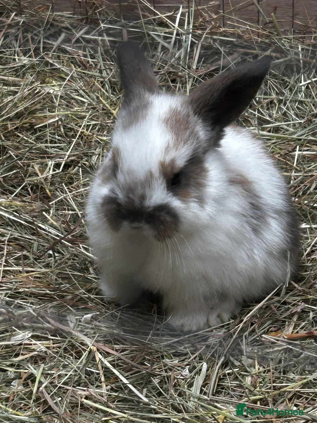 Mixed Breed rabbits for sale: Mixed litter of plush lops  - Advert 1