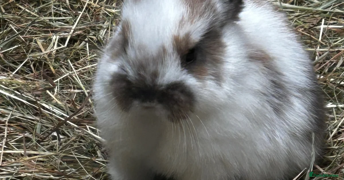 5 Rabits Mixed Breed Rabbits for Sale for sale in Llanelli, Carmarthenshire ...