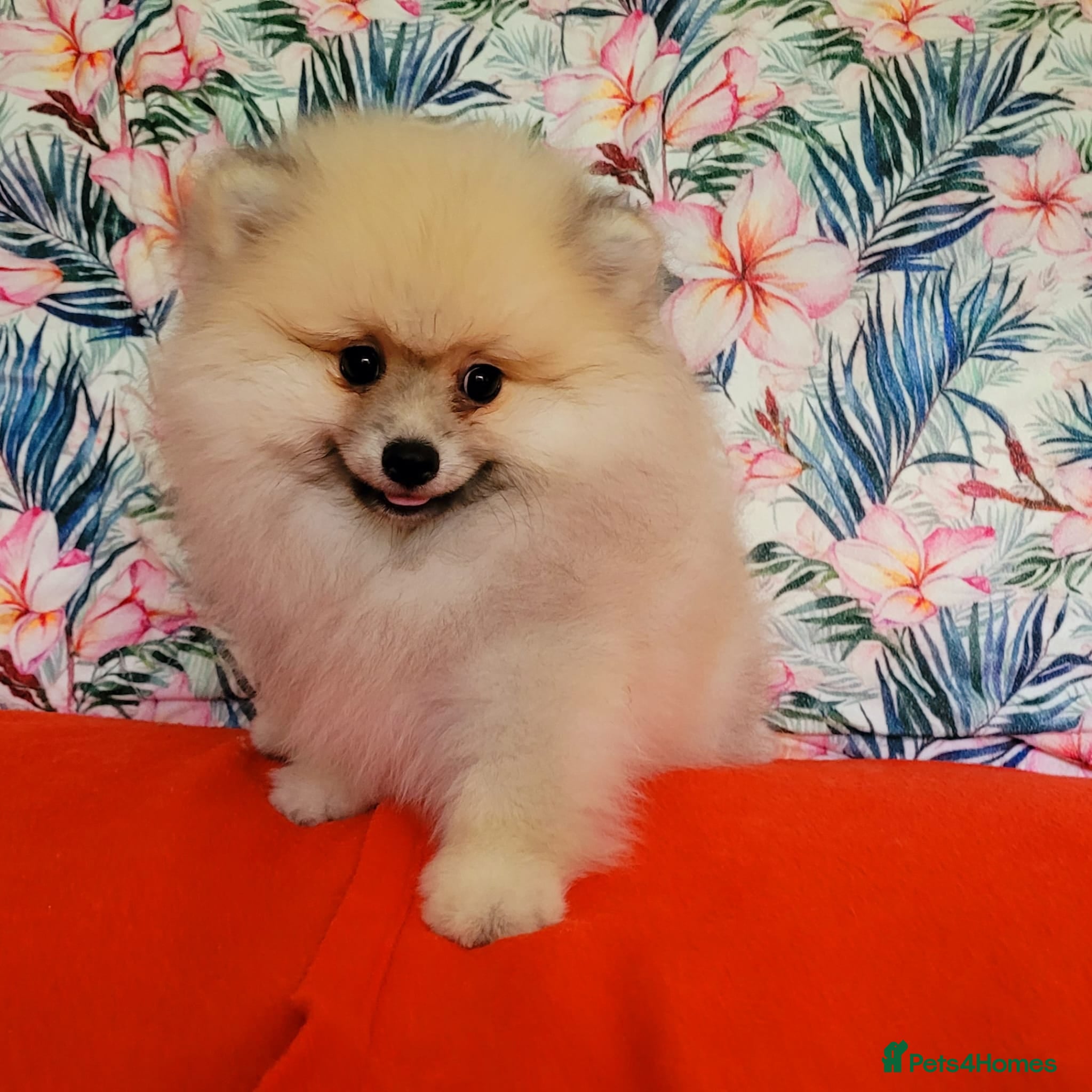 Pomeranian dogs KC Pomeranian Puppies for sale - Advert 18