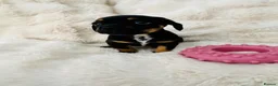 Mixed Breed dogs for sale: miniature dachshunds+French bulldog in Cardiff - Advert 20