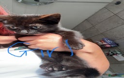 Ragdoll cats for sale: Ragdoll cross shorthair kittens  - Image 7