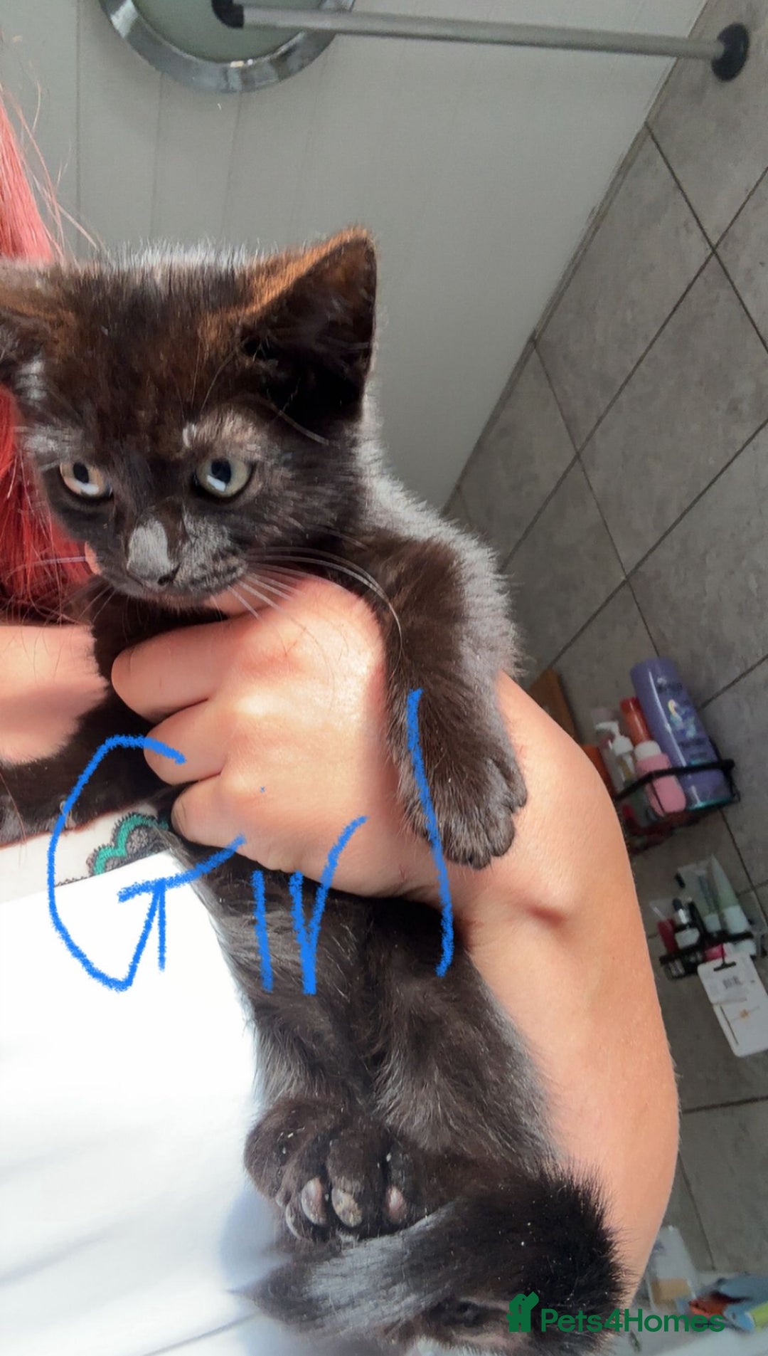 Ragdoll cats for sale: Ragdoll cross shorthair kittens  - Image 7