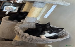 Mixed Breed cats for sale: Female kittens for sale - Image 1