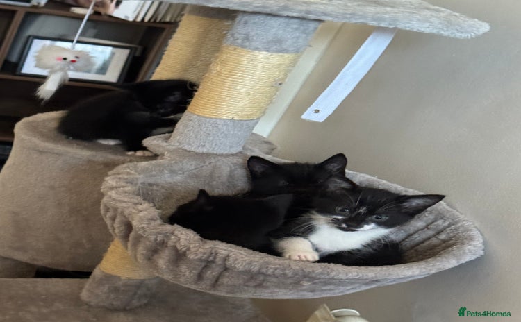 Mixed Breed cats - Advert 5