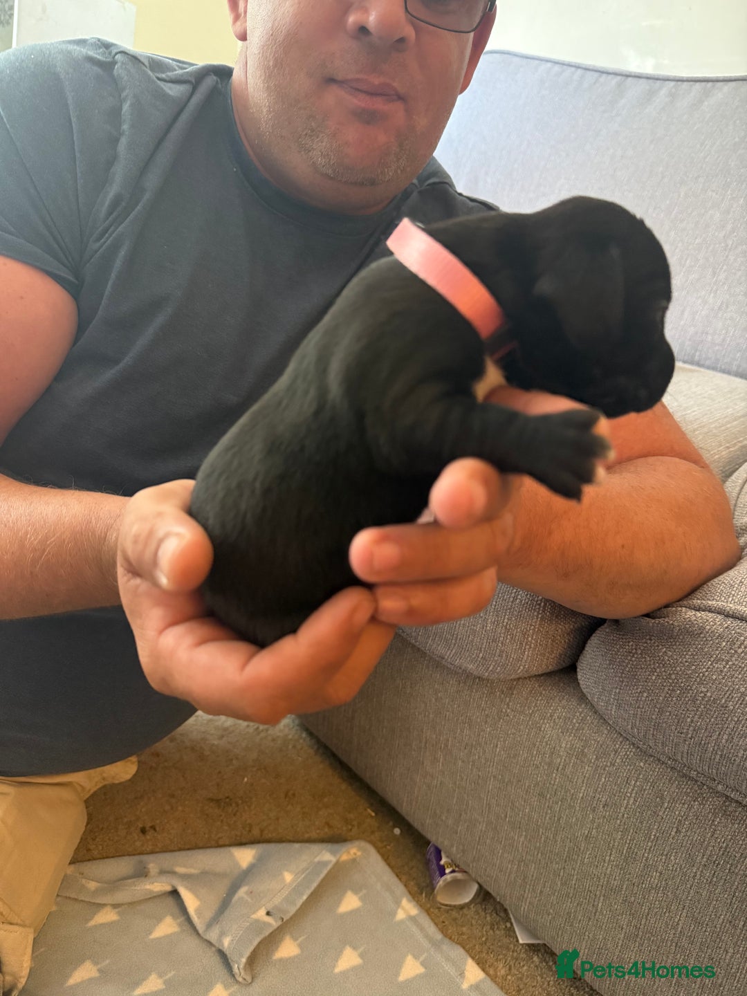 Mixed Breed dogs for sale: Doxla  - Image 3
