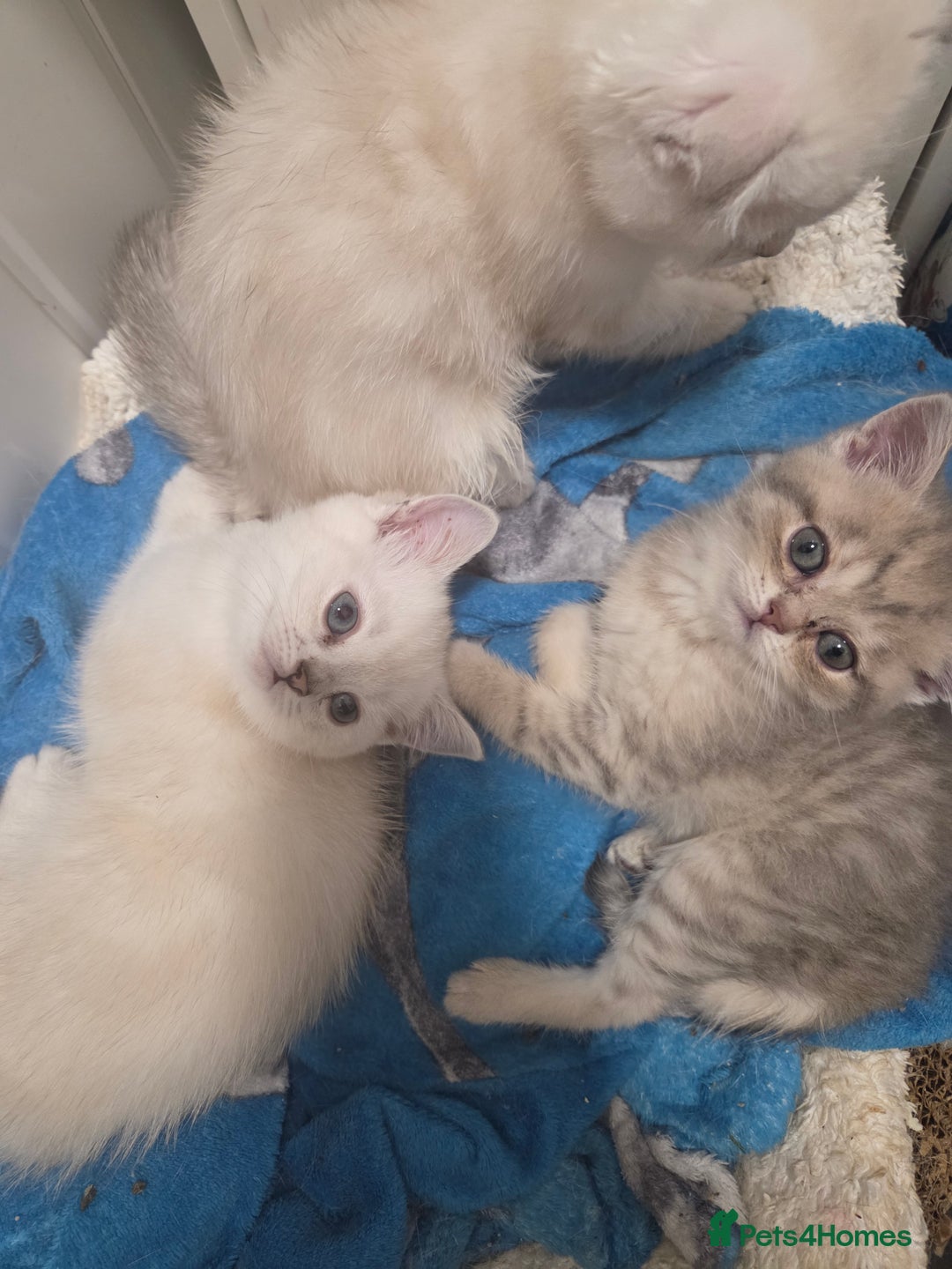 British Shorthair cats for sale: Amazing kittens ready to go 😻🥰😻 - Image 3
