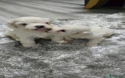 Mixed Breed dogs for sale: Bichon frise - Image 8