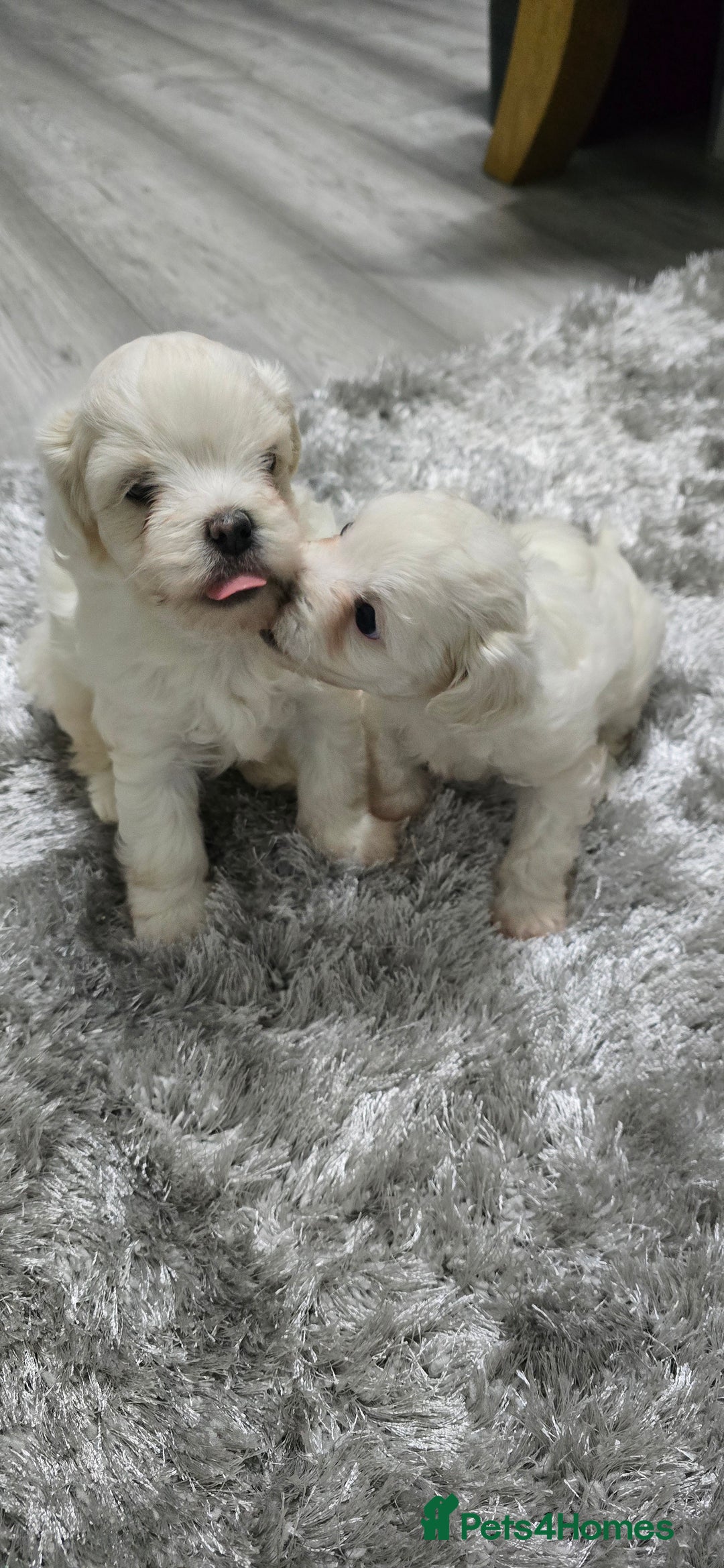 Mixed Breed dogs for sale: Bichon frise - Image 8