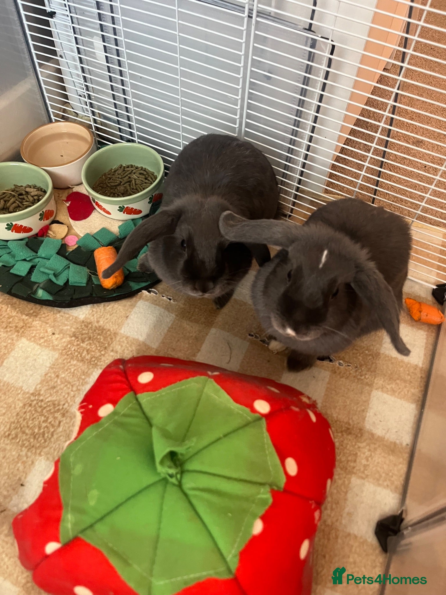 Mini Lop rabbits Grey mini pop rabbit  - Advert 8