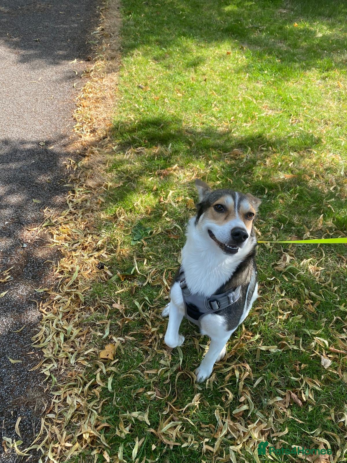 Mixed Breed dogs for sale: Oscar - Advert 4