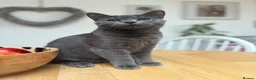 British Shorthair cats for sale: 7 British shorthairs for sale  in Whitstable - Advert 9