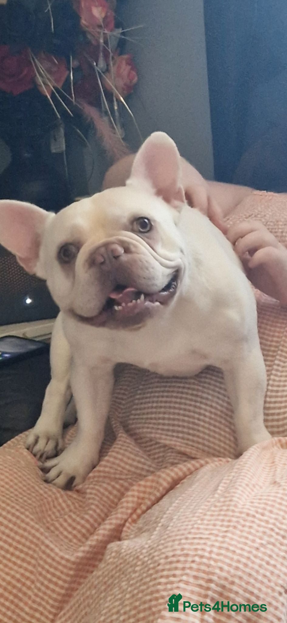 French Bulldog dogs Pablo  - Advert 1