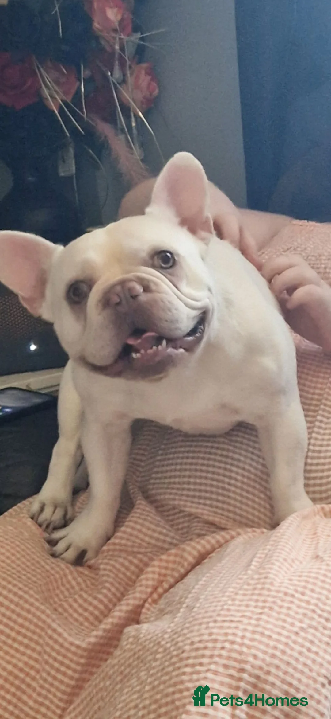 French Bulldog dogs for stud: Pablo  in Leigh - Advert 1