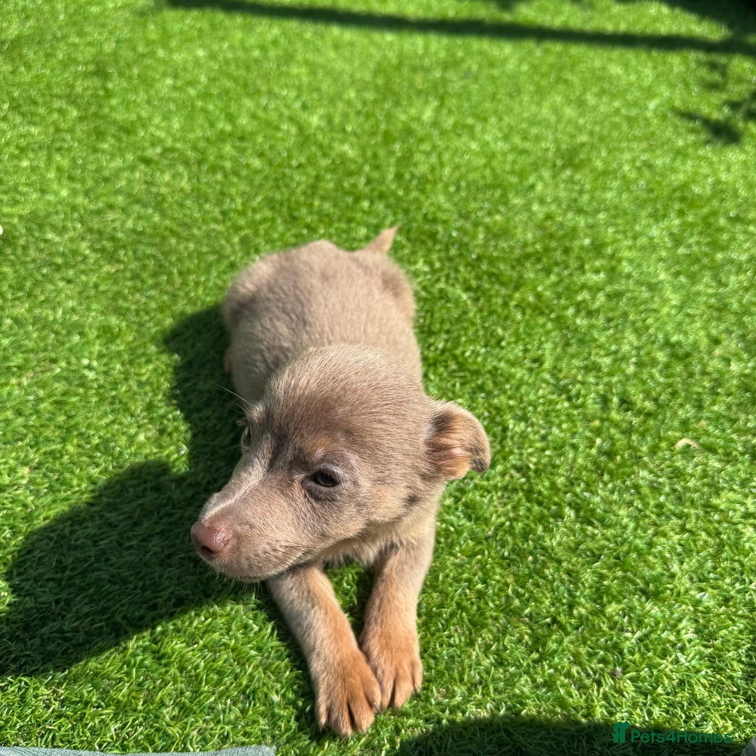 Jack Russell dogs for sale: Miniature Jack Russell puppies Ready to leave in Gillingham - Image 33
