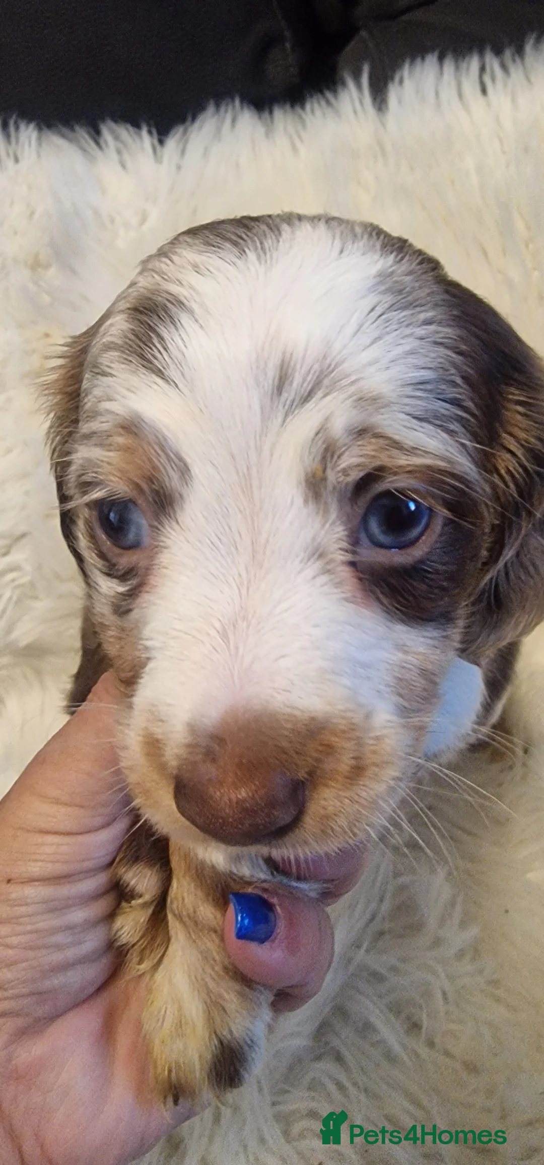 Miniature Dachshund dogs for sale: READY to GO FULL Vac Mini Dachshund smooth  - Advert 25