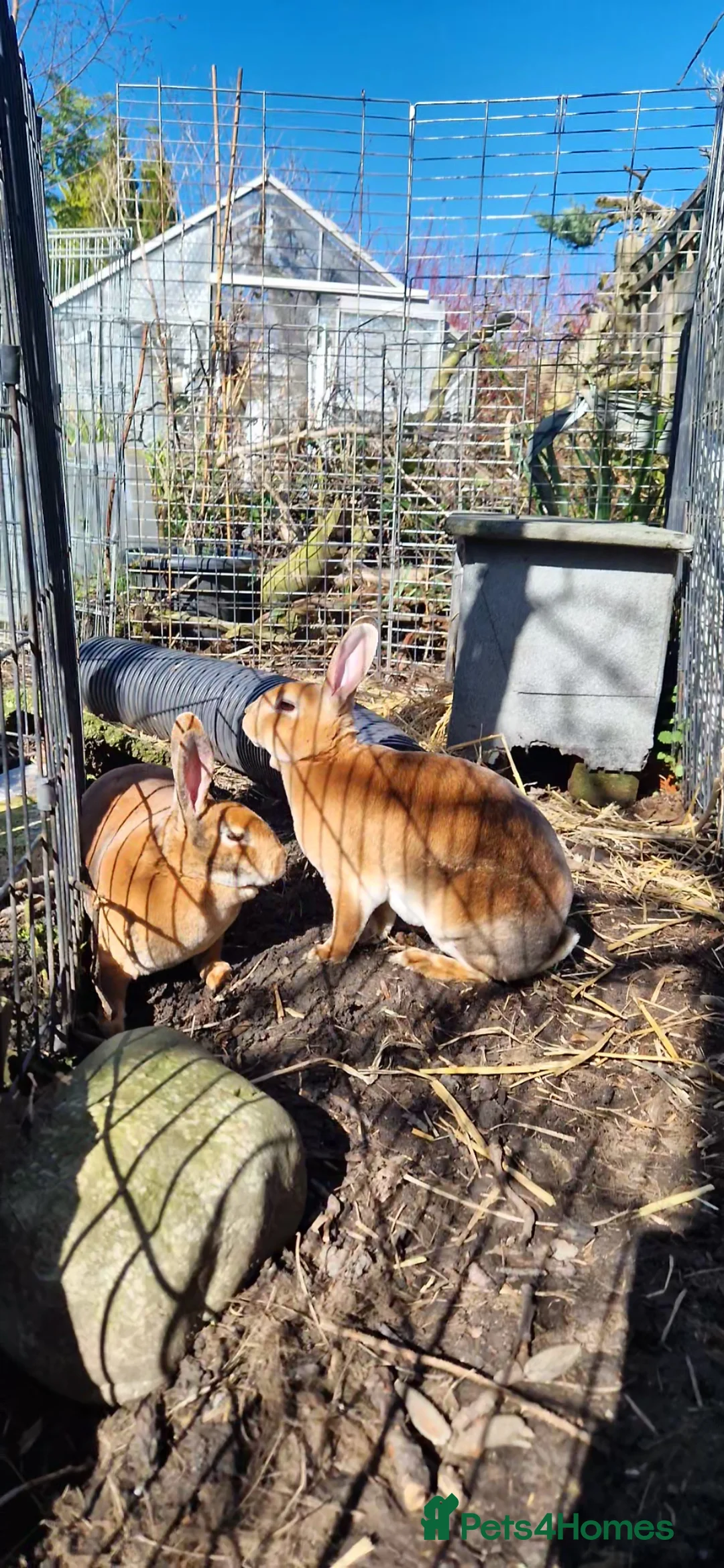 Rex rabbits for sale: Friendly Pair of Purebred Mini Rex Girls Available - Advert 2