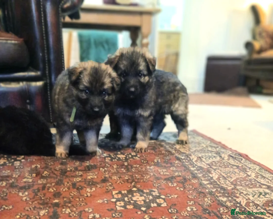 German Shepherd dogs for sale: Exceptional KC Health tested L/C Puppies  - Advert 12