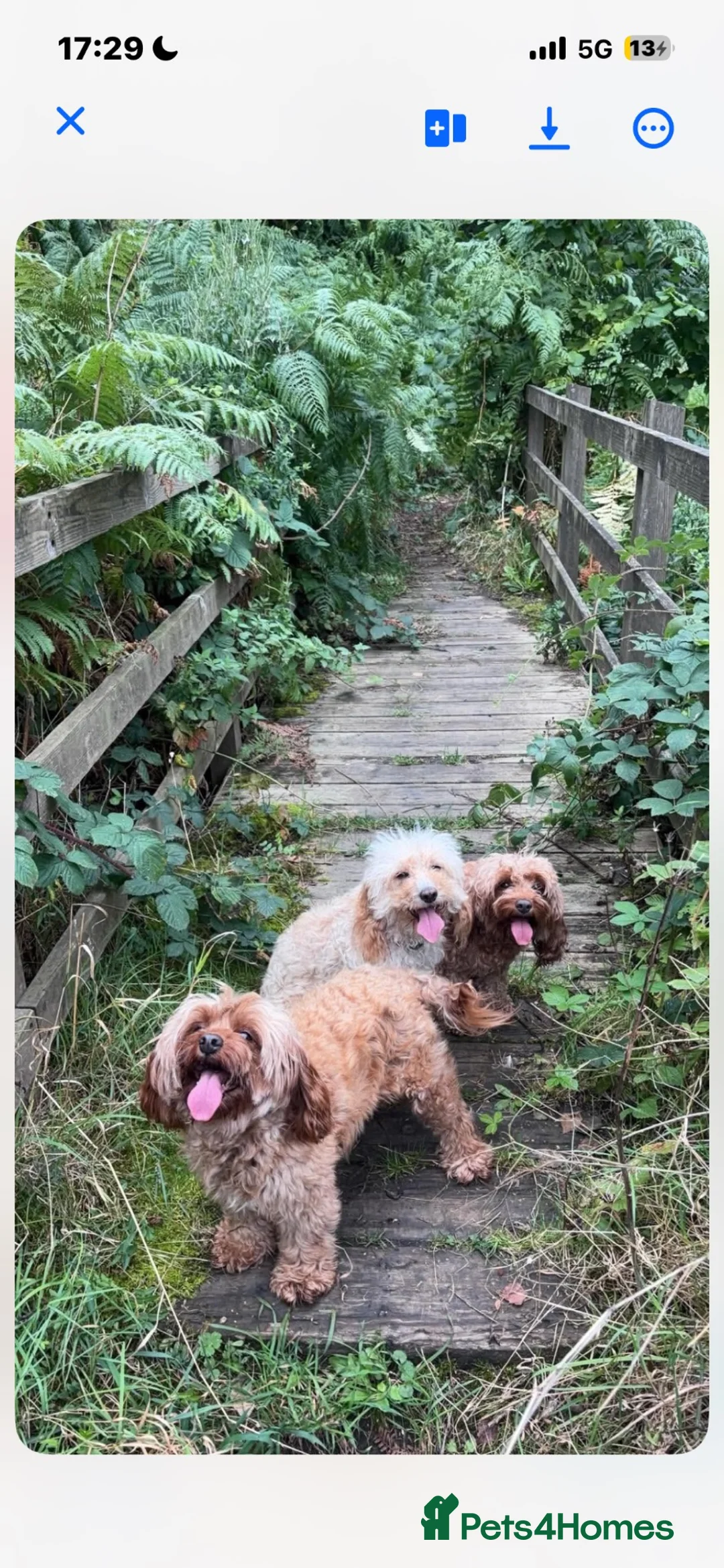 Cavapoo dogs for sale: Cavapoo  - Advert 5