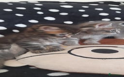 Mixed Breed cats for sale: Kittens  - Image 11