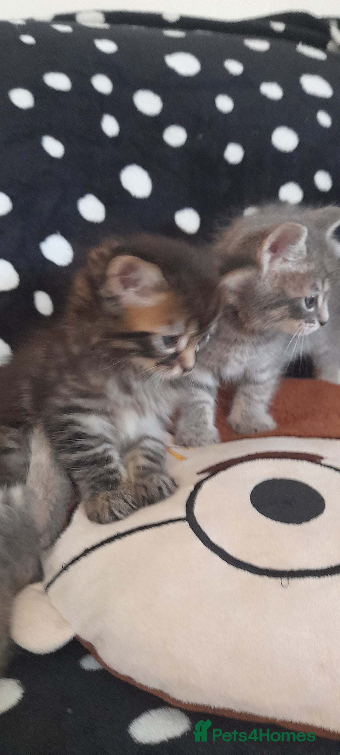 Mixed Breed cats for sale: Kittens  - Image 11