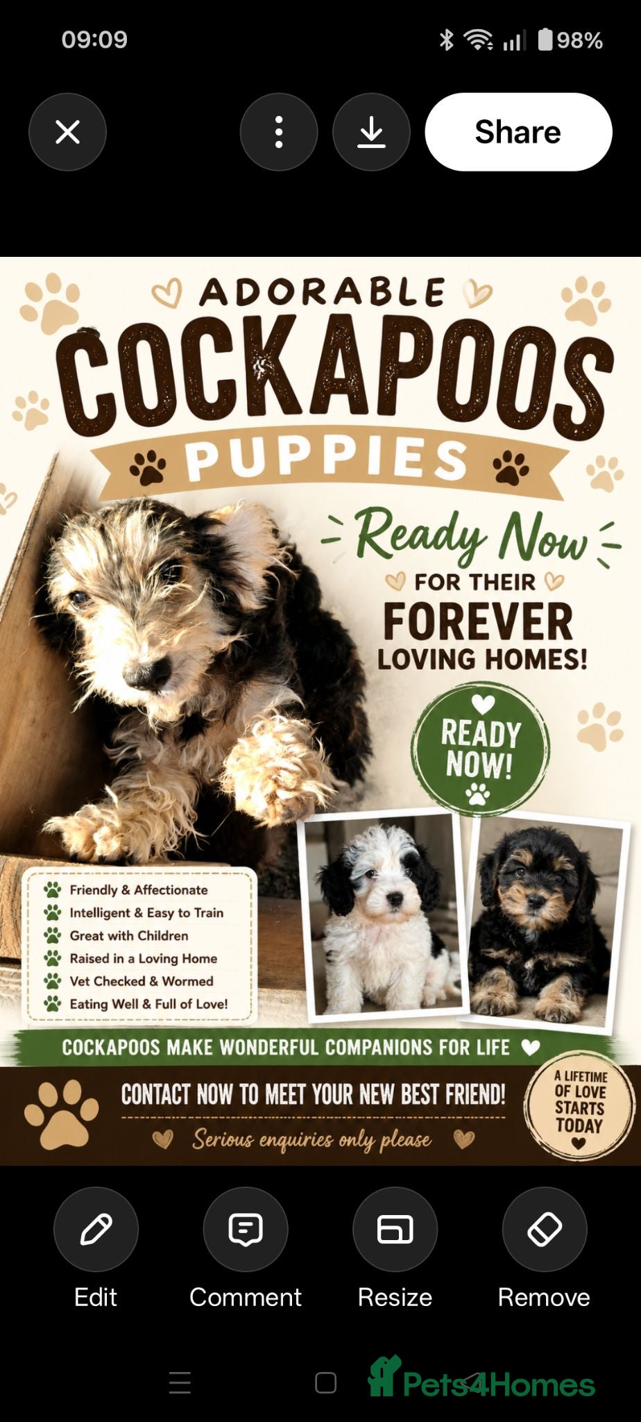 Cockapoo dogs Minuture Cockapoos Ready Now - Advert 2