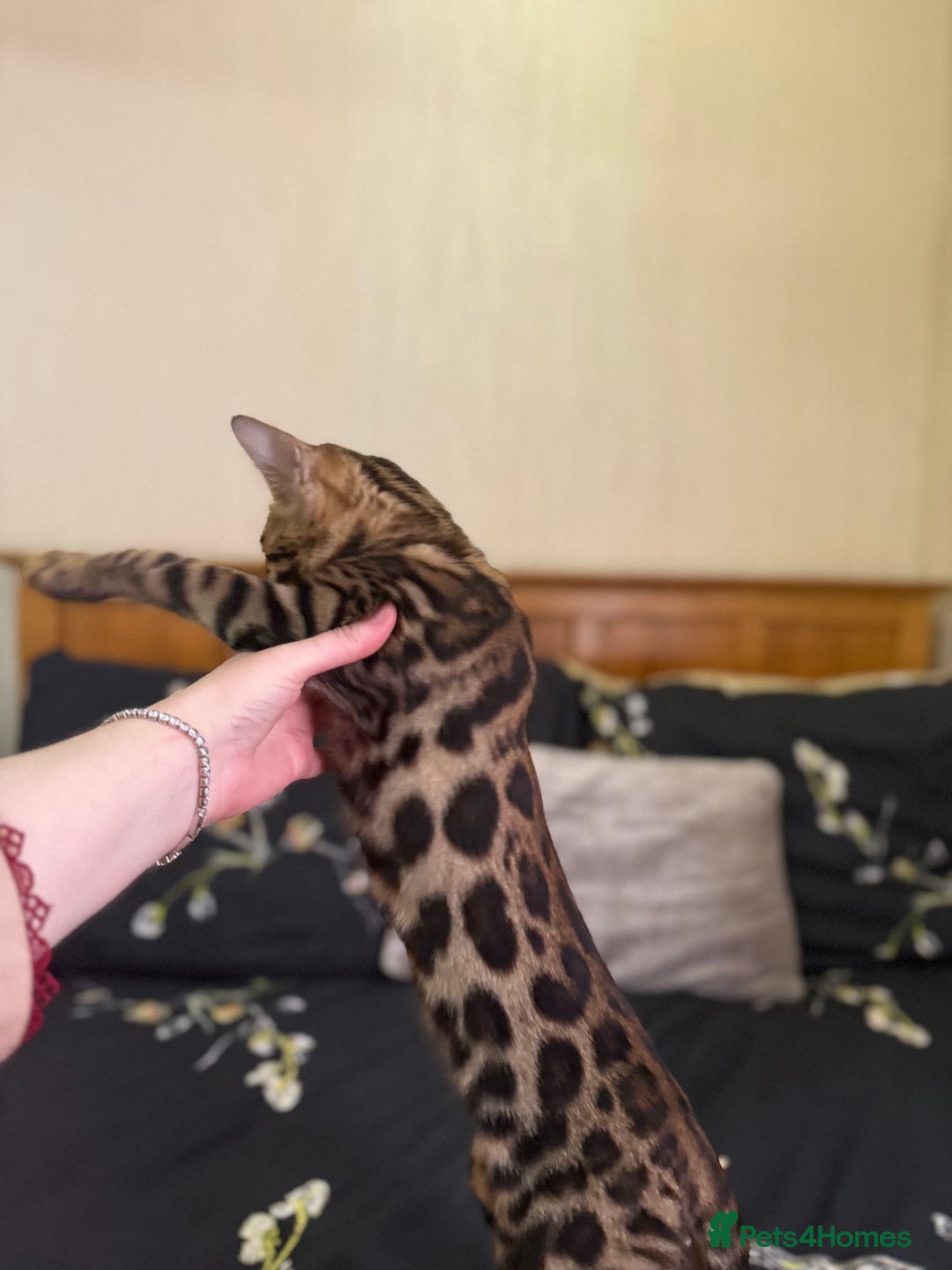 Bengal cats for sale: Beautiful Bengal boy  - Image 2