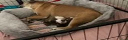 English Bulldog dogs for sale: Champion Line KC Bulldog Puppies Health Tests - Advert 12