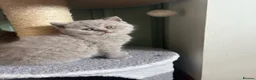 British Shorthair cats for sale: Lilac British Shorthair Kittens in Norwich - Advert 6