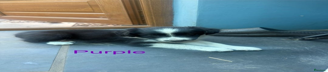 Purple collar (female)