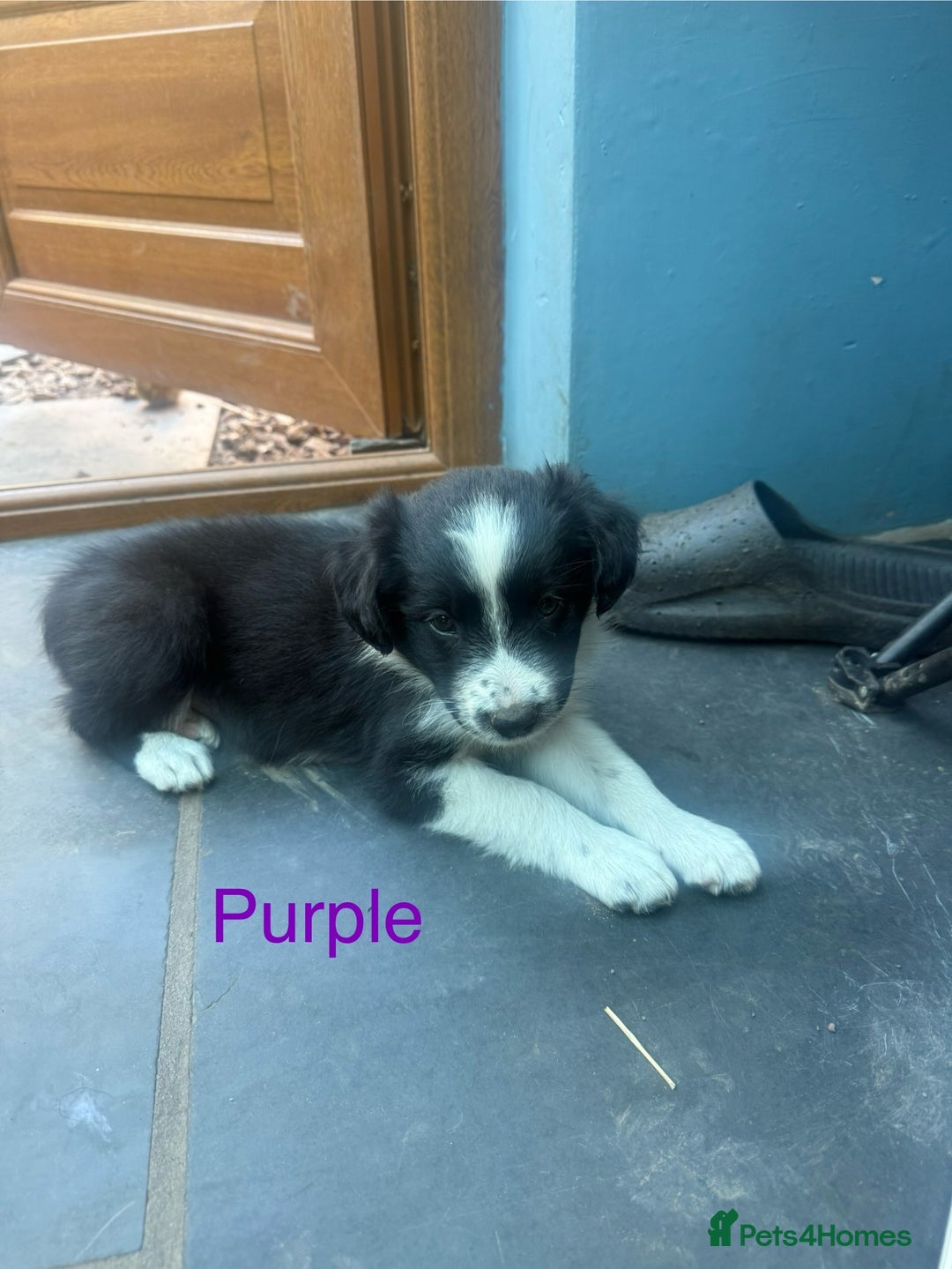 Mixed Breed dogs for sale: Border colllie/bearded collie pups  - Image 22