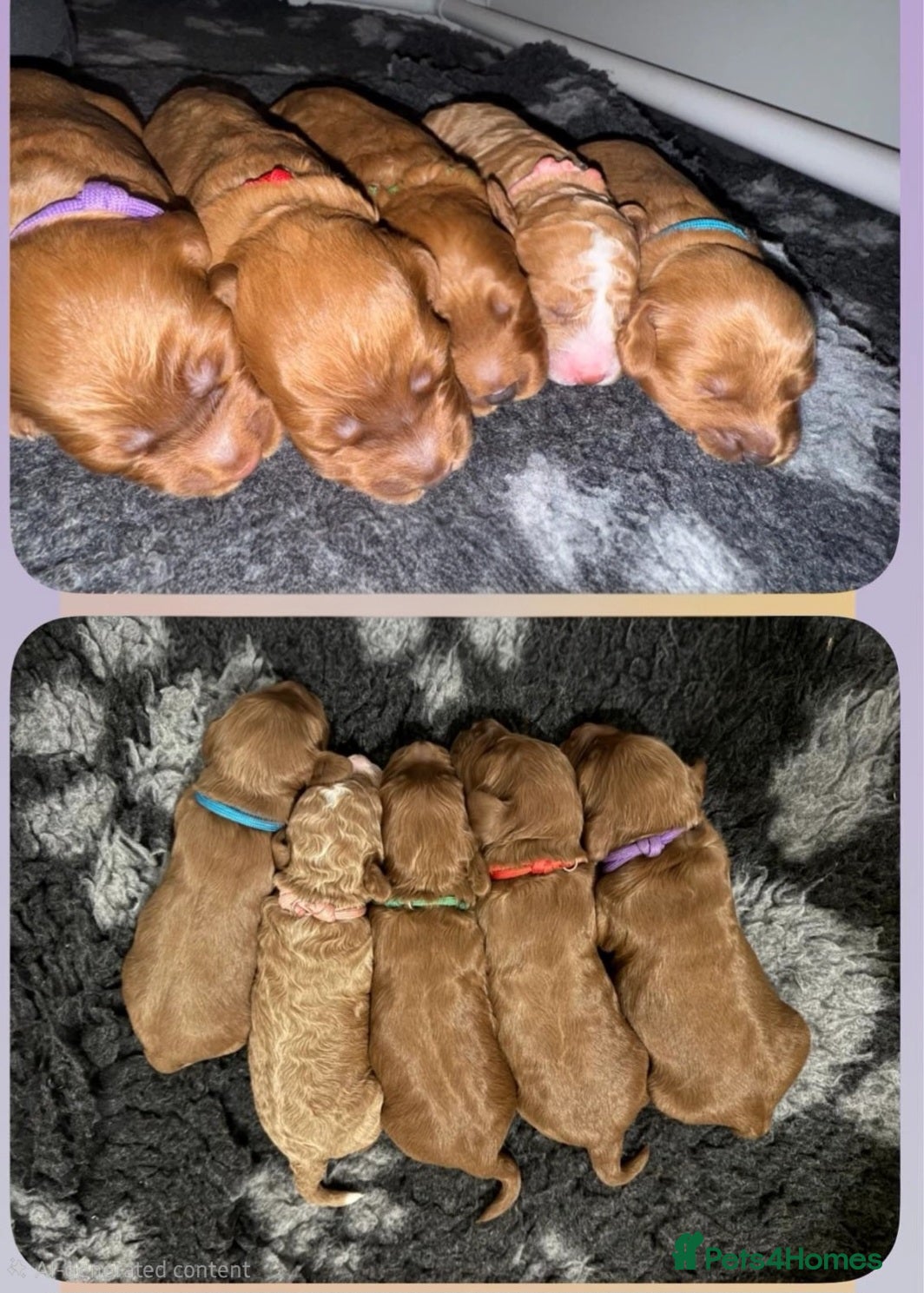 Cockapoo dogs 🐾 Beautiful Red Cockapoo Puppies 🐾 - Advert 8
