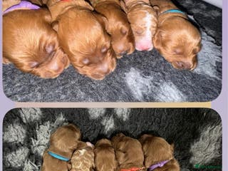 Cockapoo dogs 🐾 Beautiful Red Cockapoo Puppies 🐾 - Advert 8
