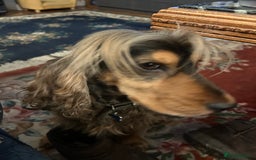 Cocker Spaniel dogs for stud: For Stud only - Image 4