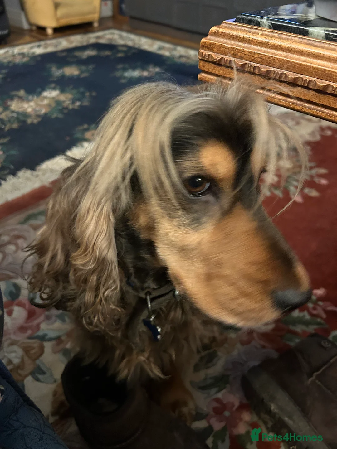 Cocker Spaniel dogs for stud: For Stud only Northampton - Advert 4