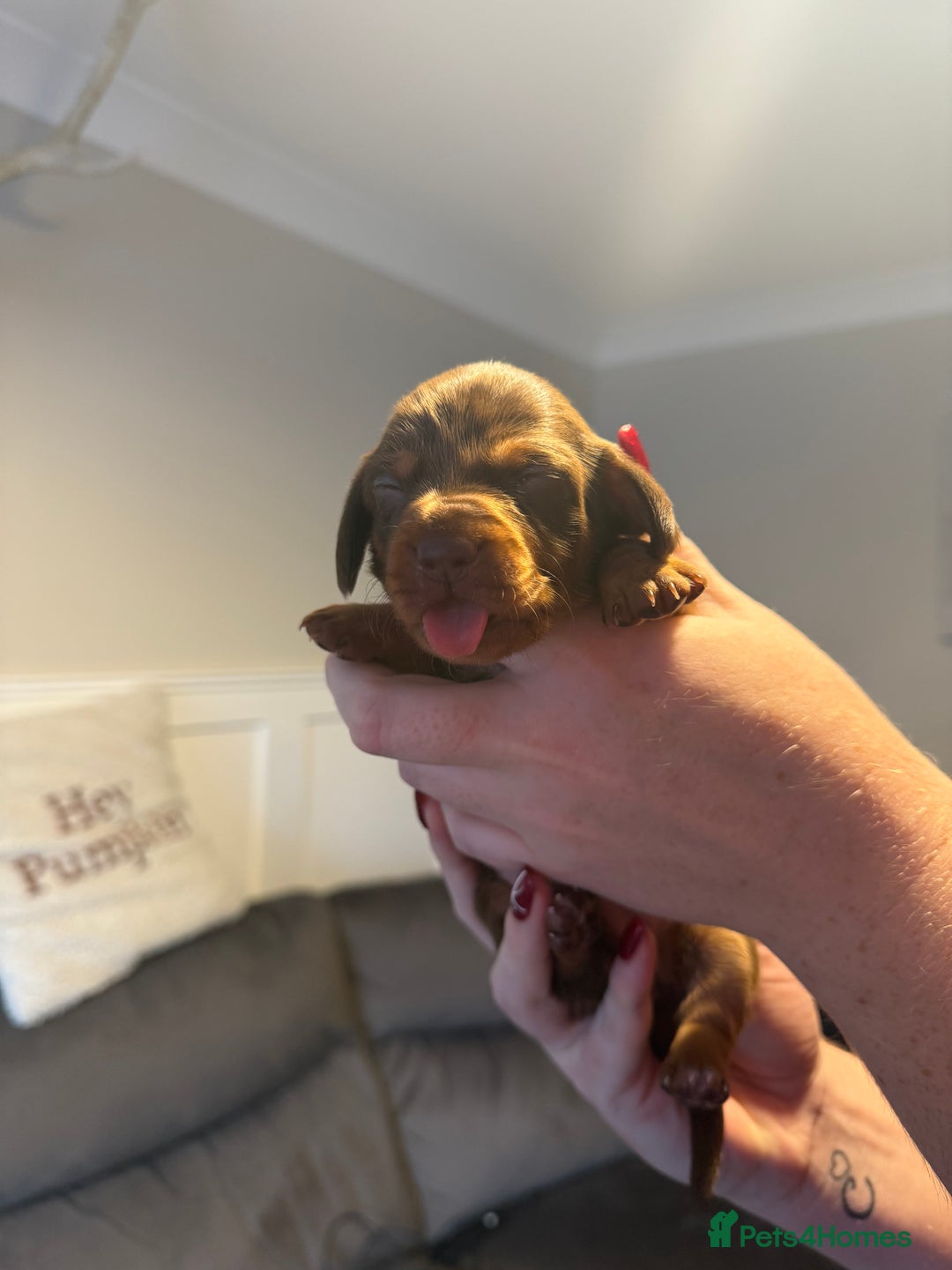 Miniature Dachshund dogs for sale: Miniature Dachshund puppies  - Advert 2