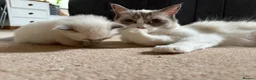 Ragdoll cats for sale: Pure Ragdolls Girl kittens - Advert 4
