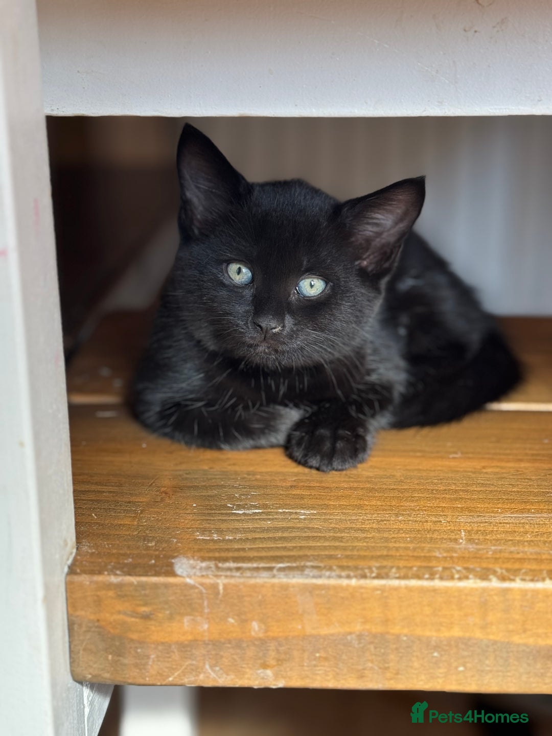 Mixed Breed cats for sale: Low Price, 4 beautiful babies looking for homes - Image 3