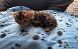 Bengal cats for sale: TICA Bengal kittens for sale . 🐱 - Image 9