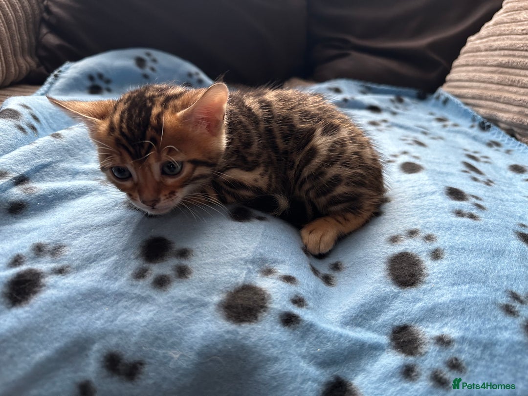 Bengal cats for sale: TICA Bengal kittens for sale . 🐱 - Image 9