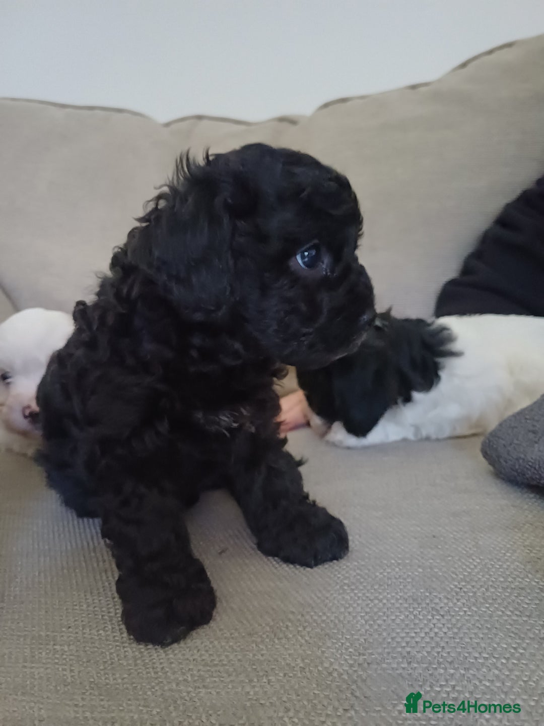 Mixed Breed dogs for sale: Cavapoo puppies available before  **   - Advert 7