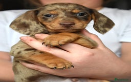Dachshund dogs for sale: true miniature dachshund puppies ready now  - Image 6