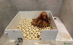 Hungarian Vizsla dogs for sale: Exceptional KC registered Hungarian Vizsla Litter - Image 12